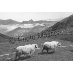 Moutons en montagne